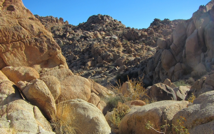Shrubs jut out of extremely rocky and elevated terrain in Joshua Tree National Park.